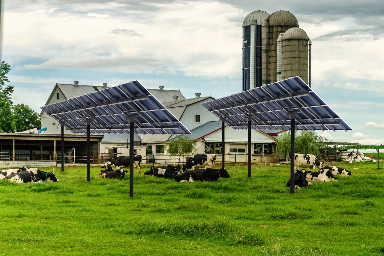 Amish country farm barn field agriculture with grazing cows under solar panels