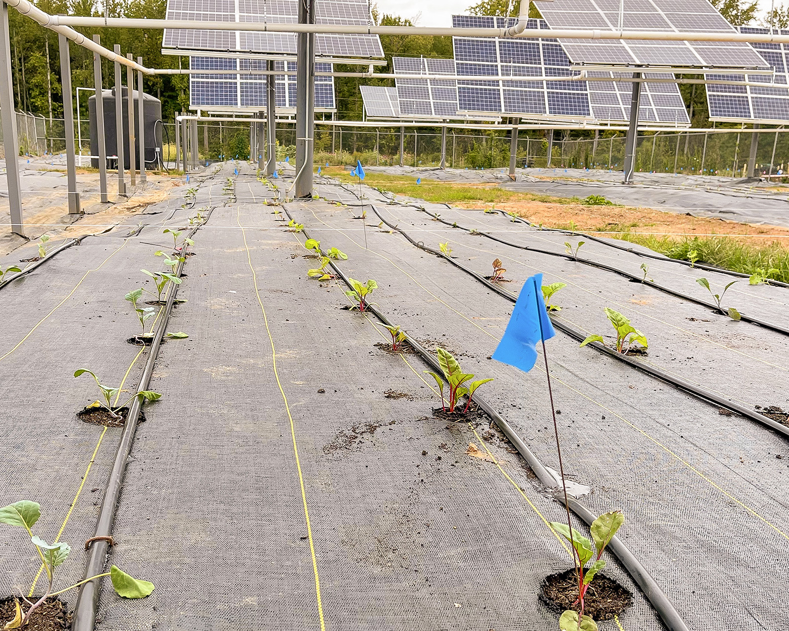 newly planted crops in an agrivoltaics study