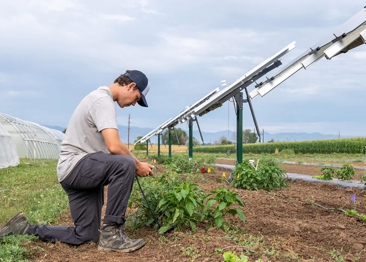 farmer tends to crops combined with solar arrays at Colorado State University