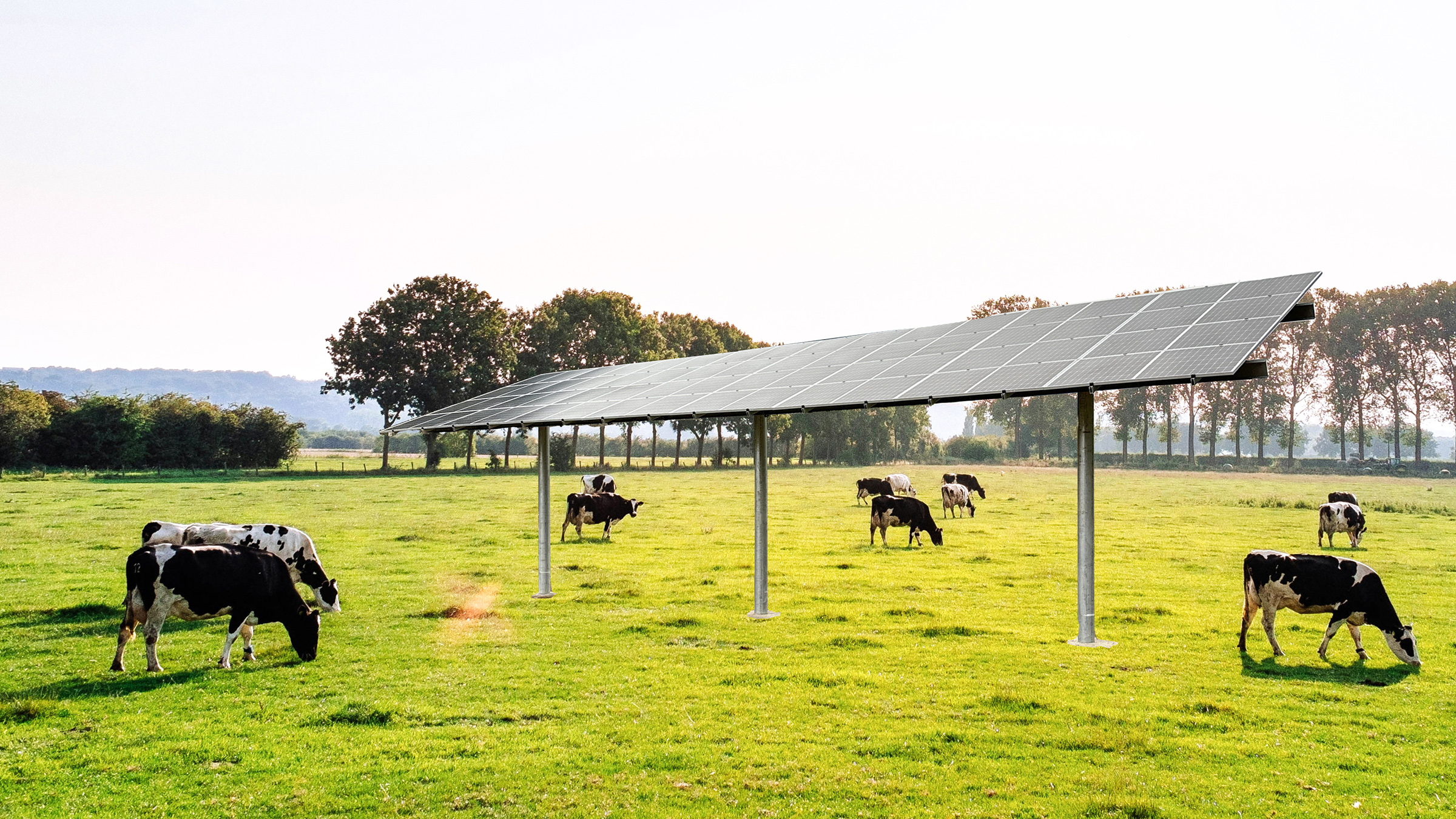 cows in a pasture underneath solar array