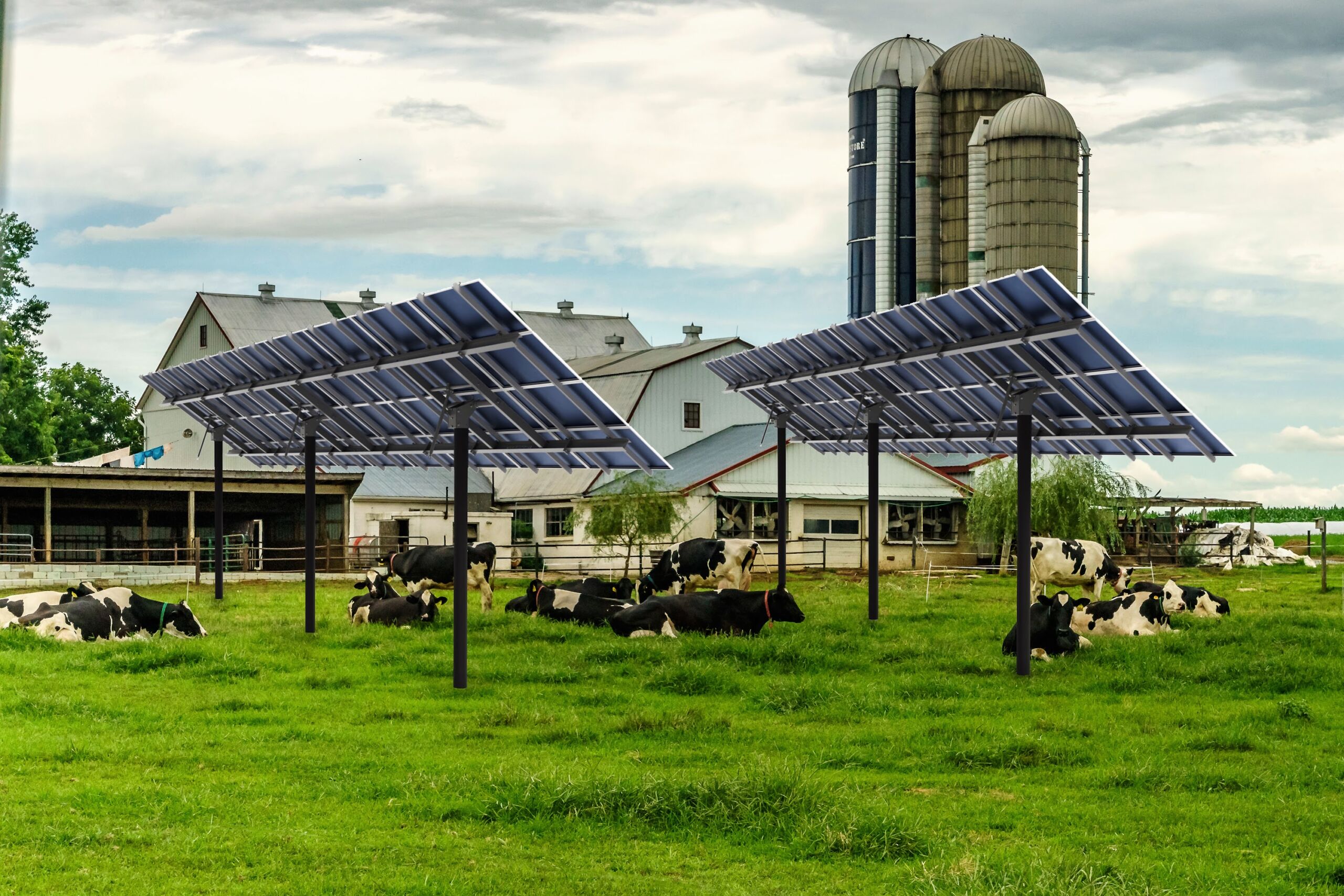 Amish country farm barn field agriculture and grazing cows in Lancaster PA US