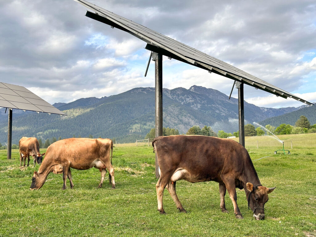 cow grazing in pasture with solar arrays