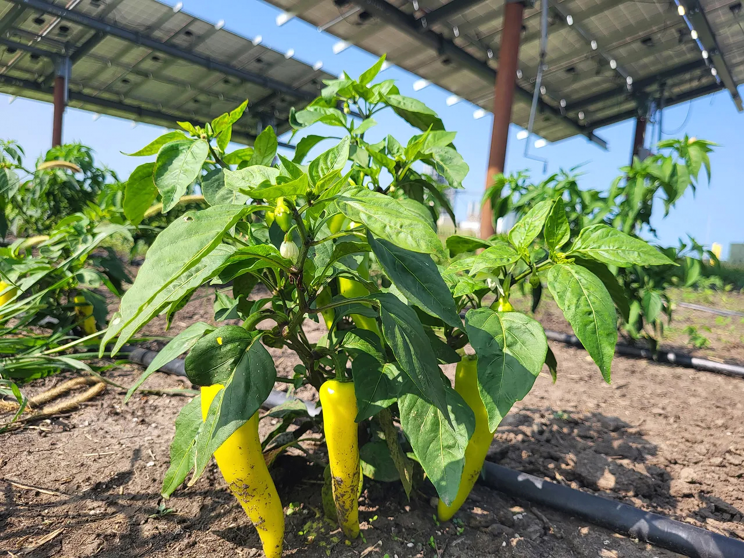 yellow peppers growing underneath solar arrays