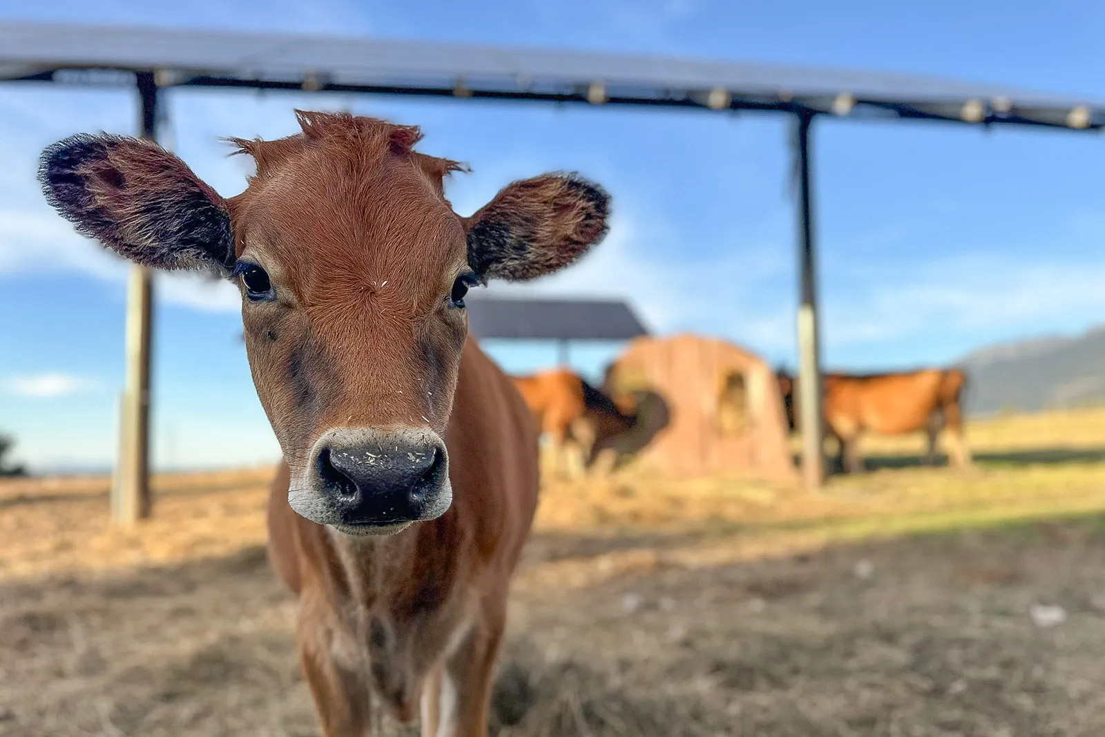 calf looking into camera under solar array