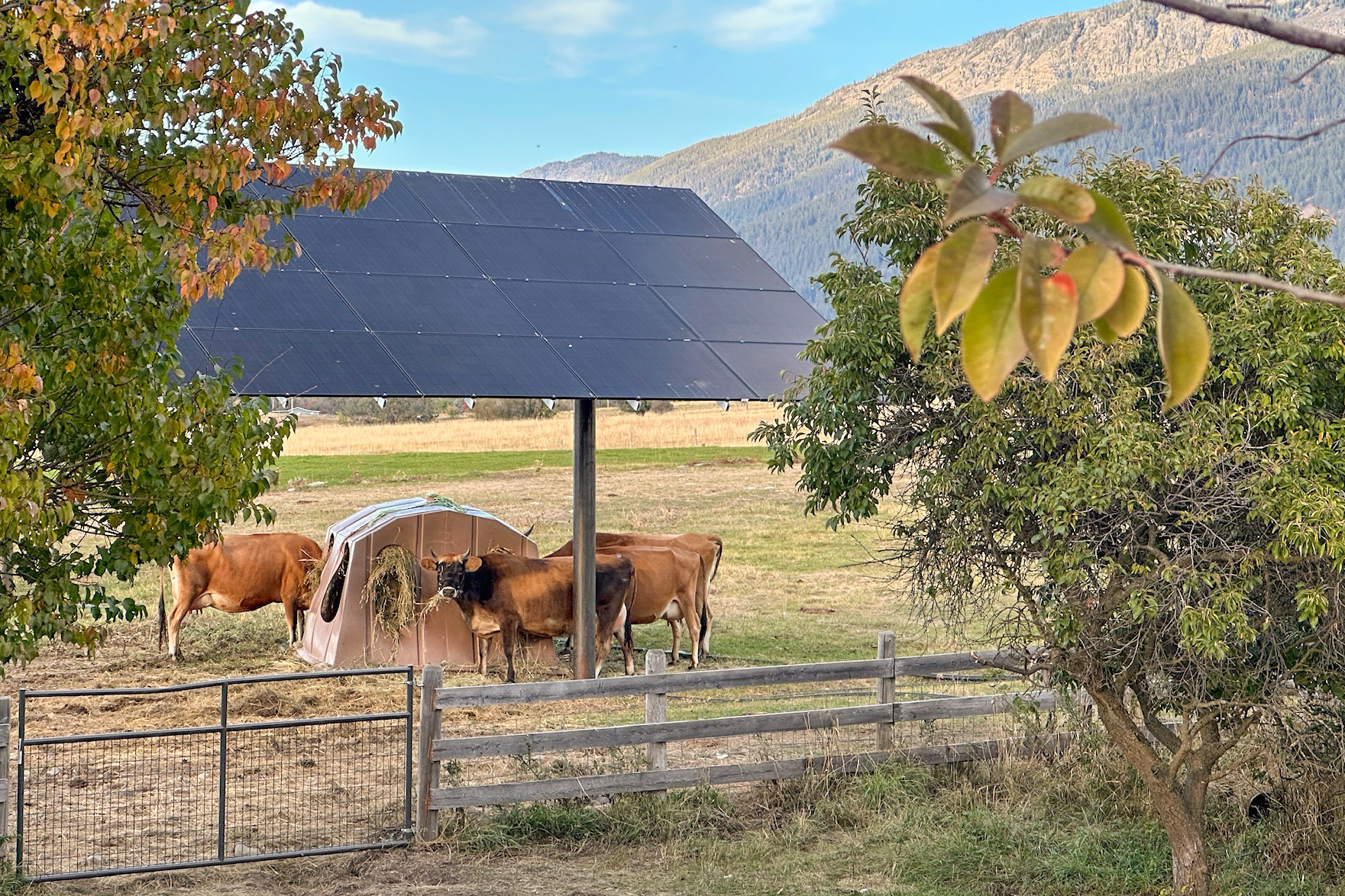 three cows eating hay underneath a solar array at agrivoltaics farm