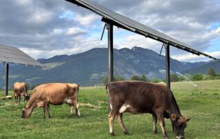 three dairy cows grazing under solar shade structures in open pasture