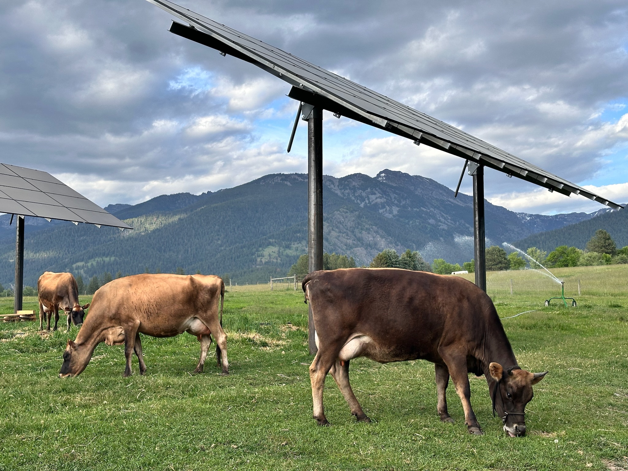 three dairy cows grazing under solar shade structures in open pasture