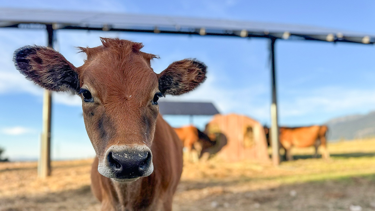 a cow calf looks into the camera beneath and agrivoltaics solar array
