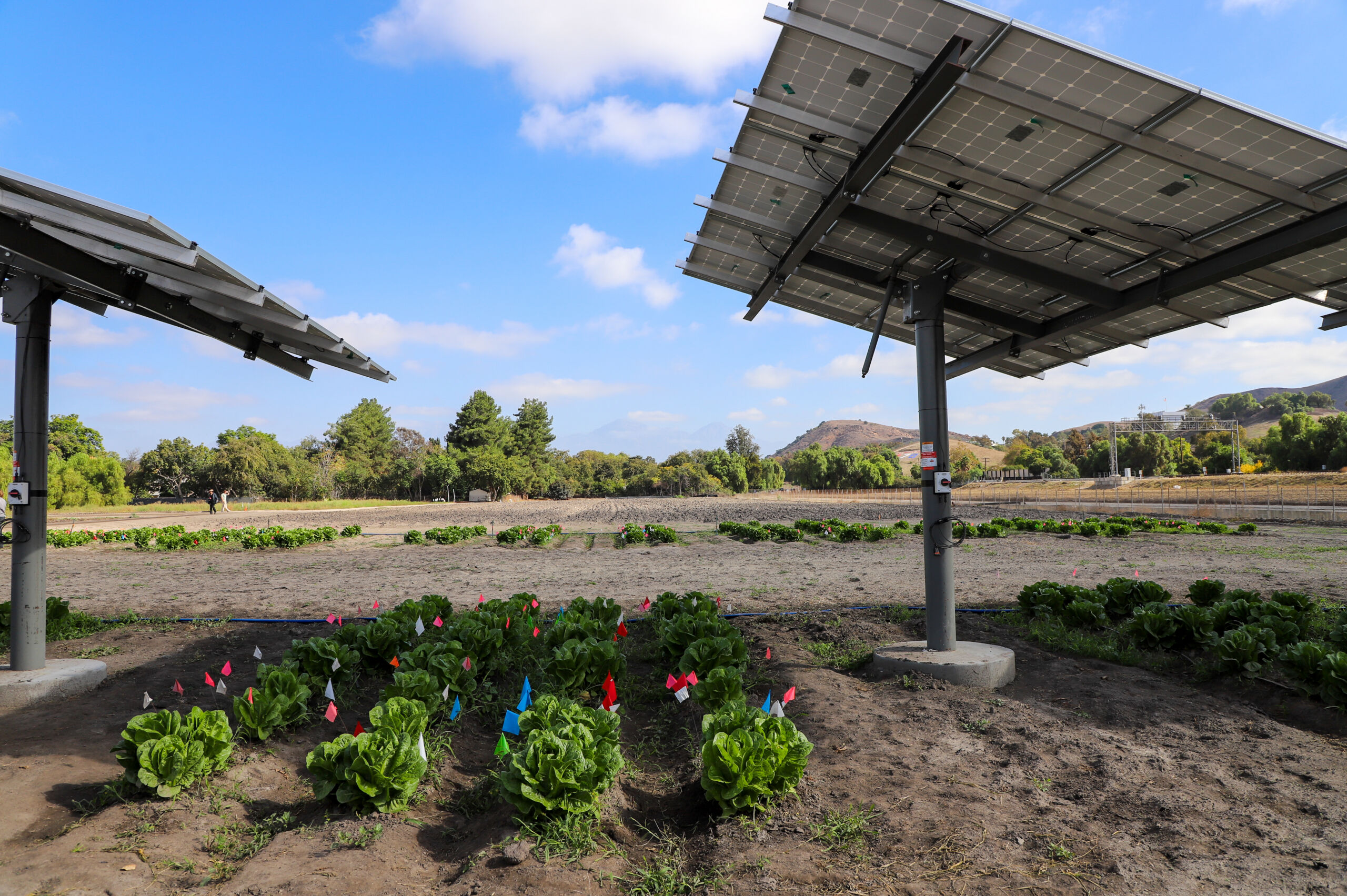 romaine lettuce and solar romaine lettuce grows in shade of solar pole mounts