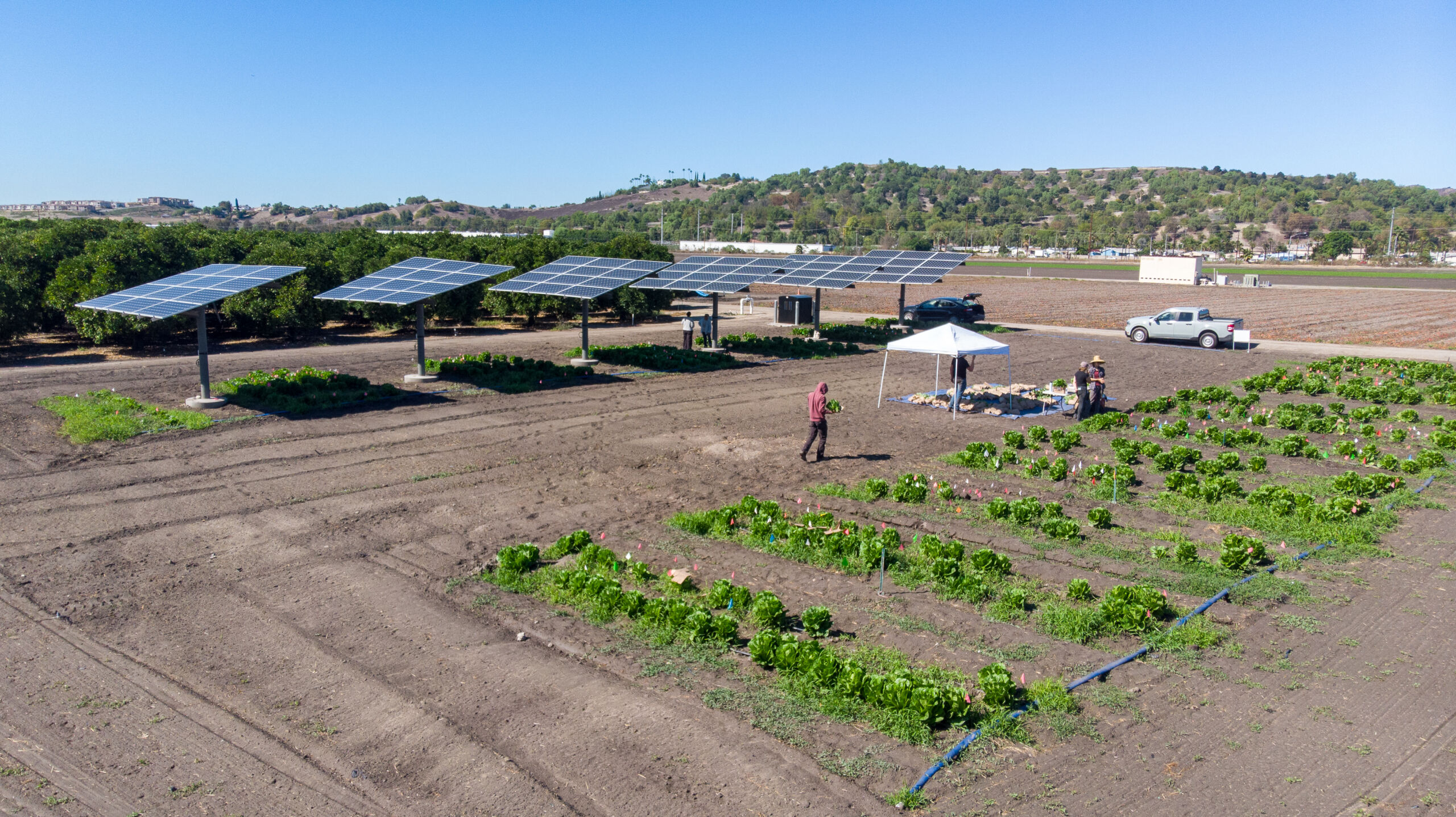 271020261793131920.jpg lettuce agrivoltaics field at Cal Poly Pomona